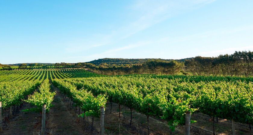 Shiraz and Cabernet Vineyards Penfolds