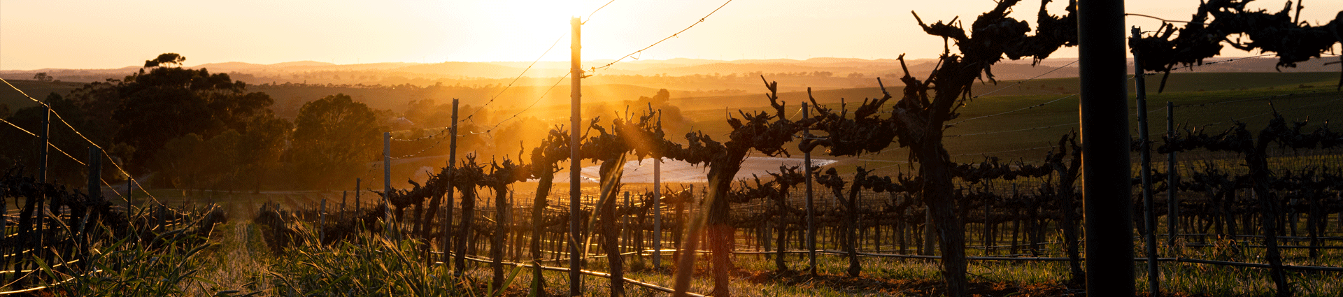 Botanic vineyard at sunrise in winter