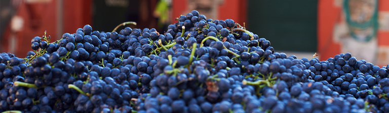 Shiraz grapes at harvest time