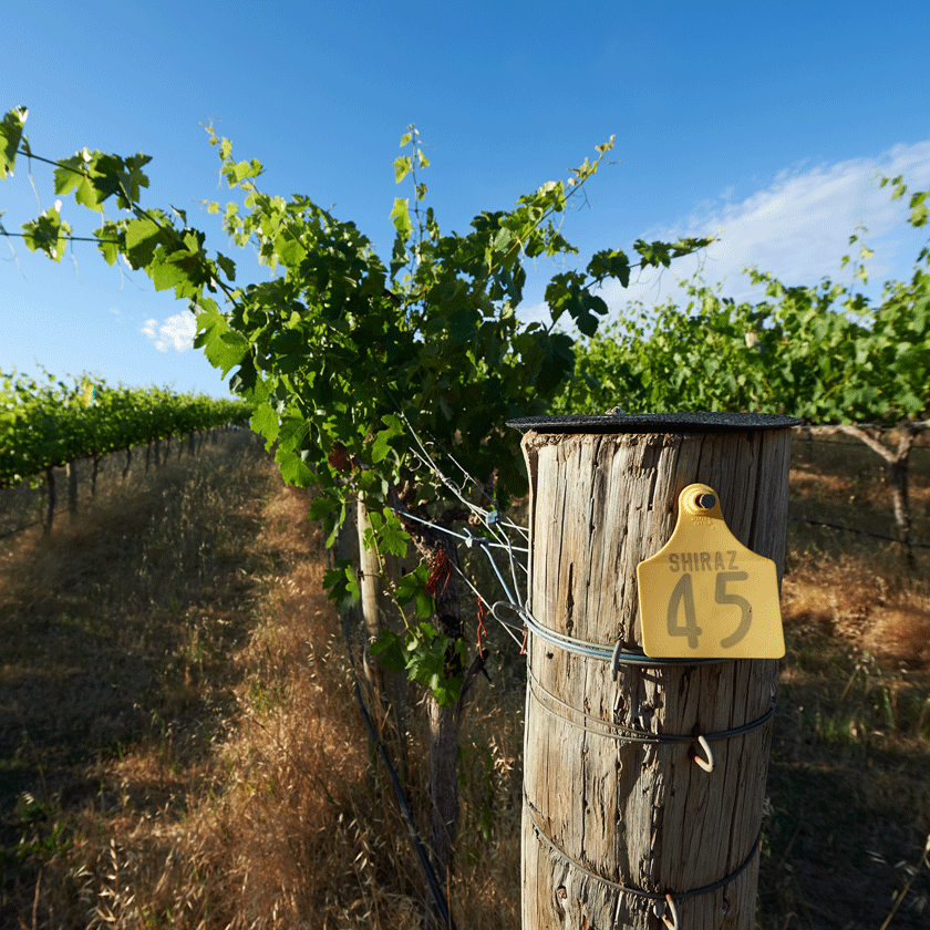 Shiraz vineyard in McLaren Vale
