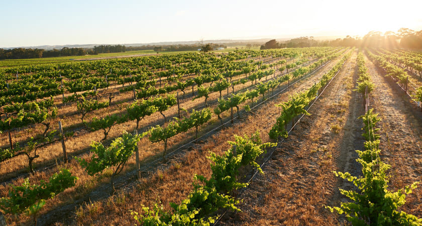 Shiraz Day Vineyard Image