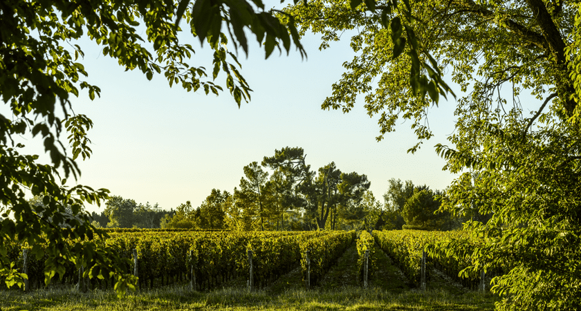 Vineyard visible through trees