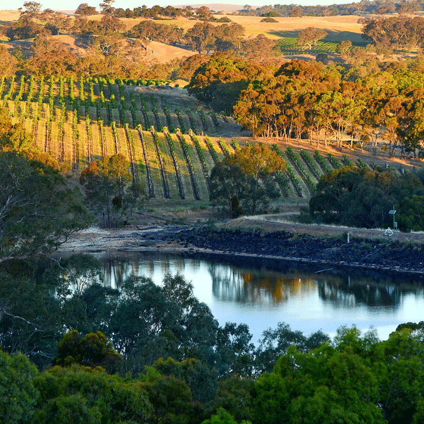 View around Eden Valley vines and dam