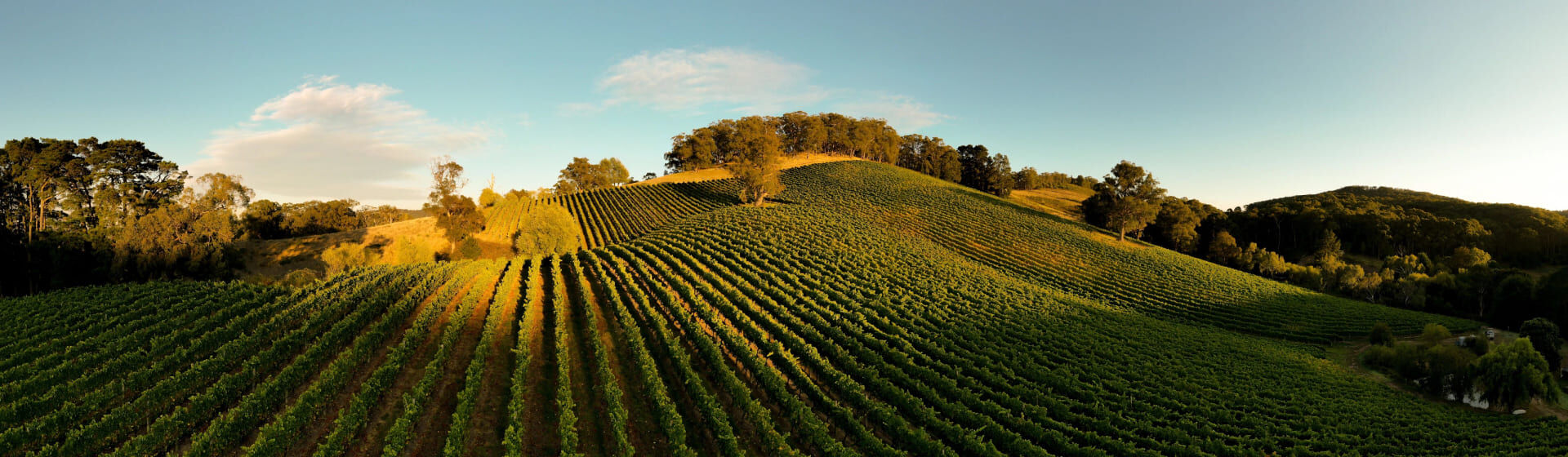 Rolling hills of Penfolds Vineyards