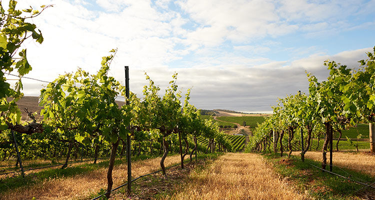 Penfolds Single-region vineyard