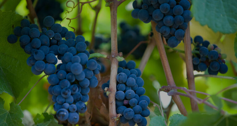 Grapes growing in the Penfolds Vineyard