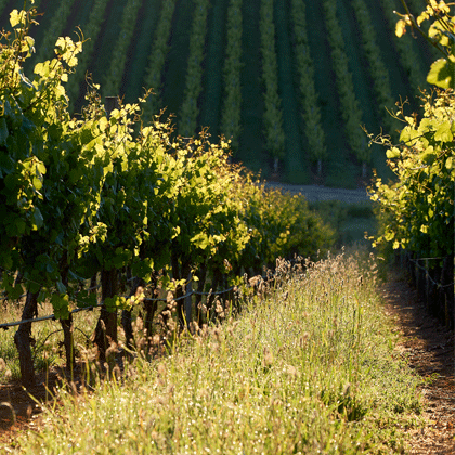 The rolling vineyards of the Adelaide Hills