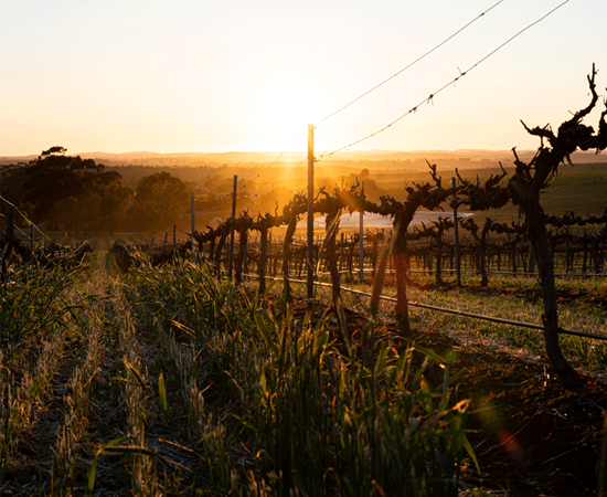 Penfolds vineyard at sunrise in winter
