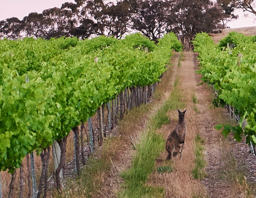 Vineyard in the Barossa Valley wine region featuring a kangaroo