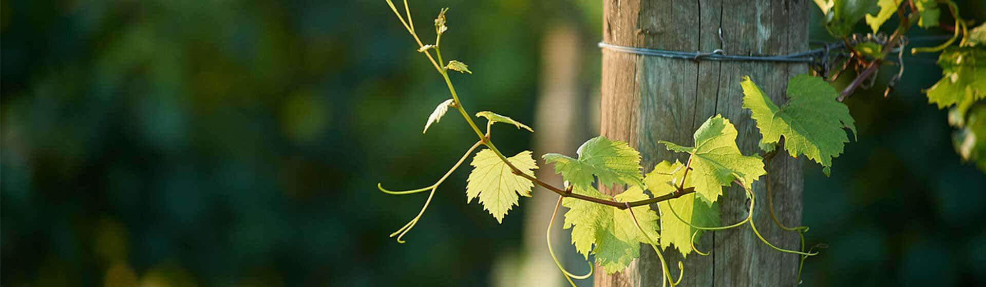 A close-up of a single cabernet vine in the Barossa Valley