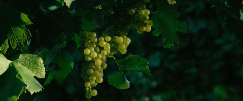 White Wine Grapes on Vine 