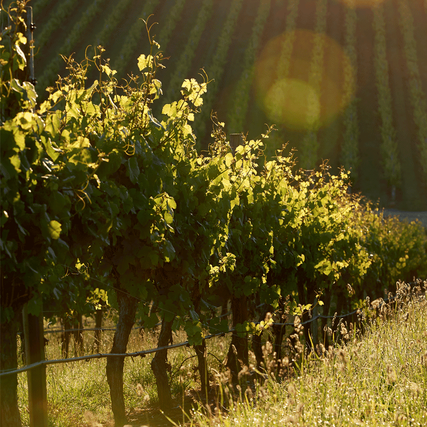 Chardonnay vineyard in Adelaide Hills