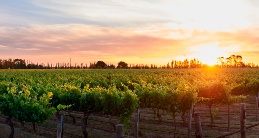 Penfolds vineyard at sunset