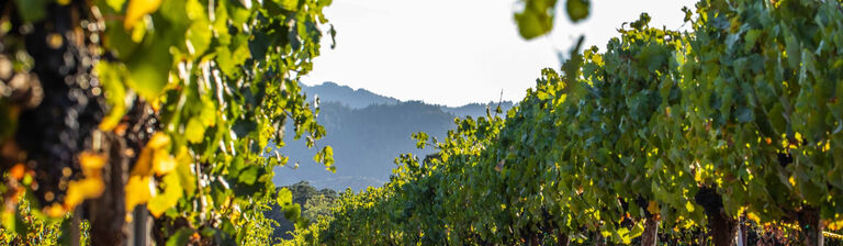 Oakville vineyard in the USA