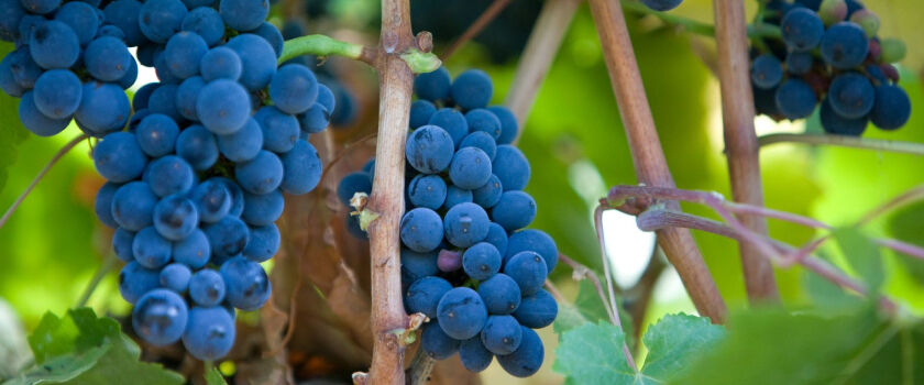 Penfolds Pinot Noir Grapes