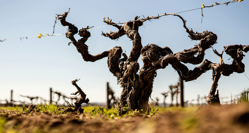 Aged vines at Gersch Vineyard in the Barossa Valley during winter