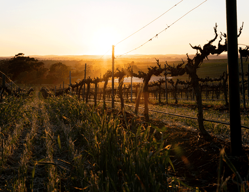 Vineyard in autumn sunrise