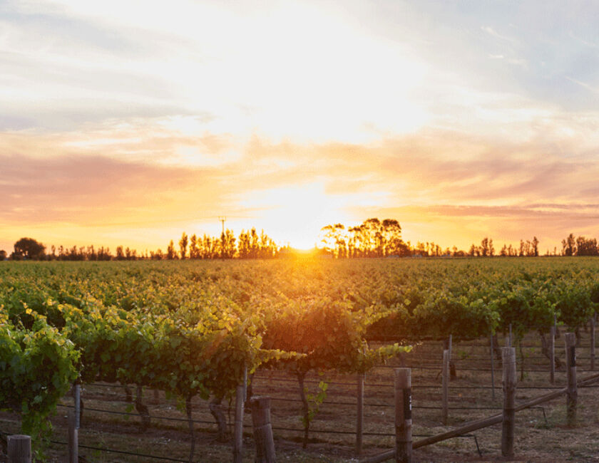 Coonawarra wine region vineyard photographed at sunset