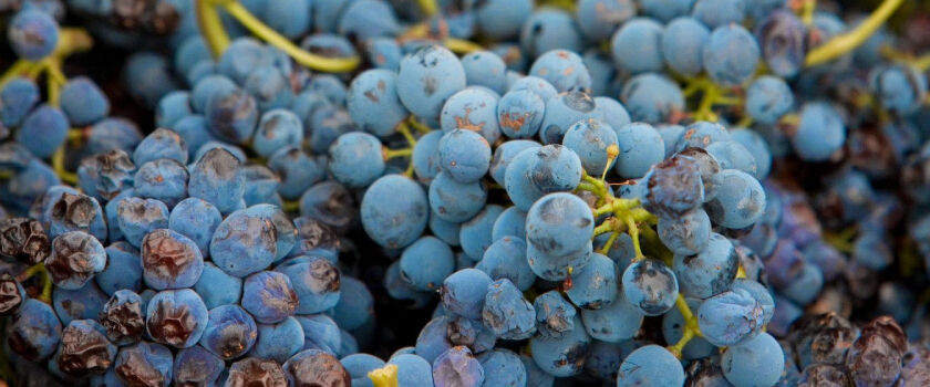 Penfolds Cabernet Sauvignon Grapes