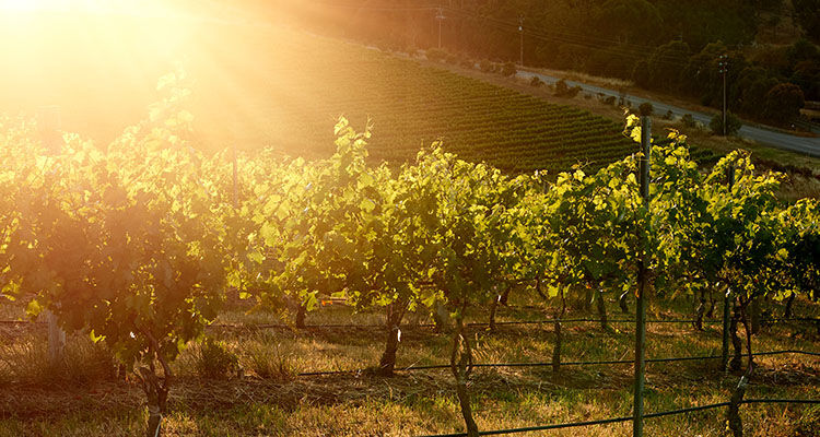 Penfolds Multi-region vineyard