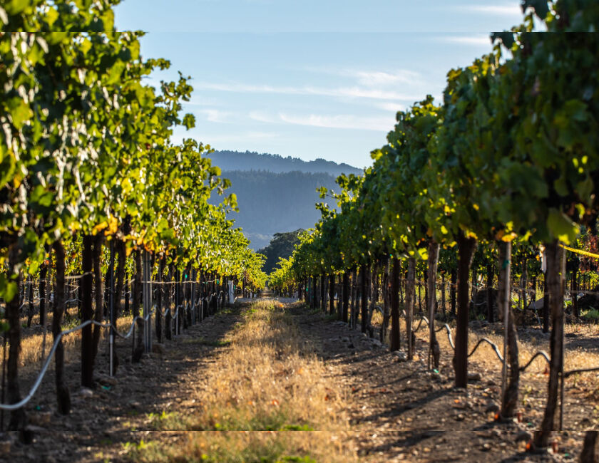 Rows of vineyards in Napa Valley