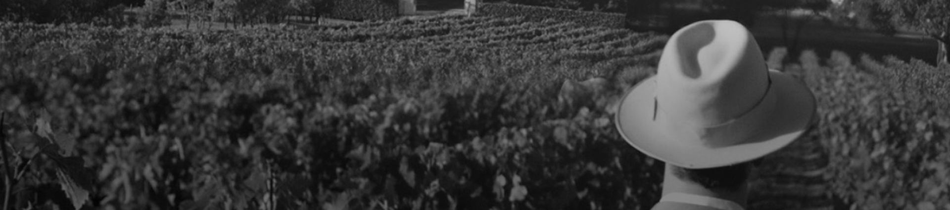 Man stands in vineyard.  Profile view, only the back of his hat is visible