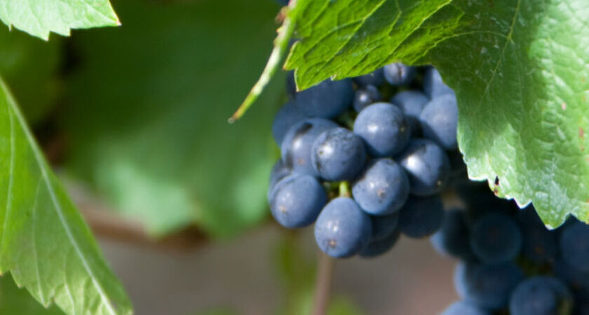 Pinot-noir grapes