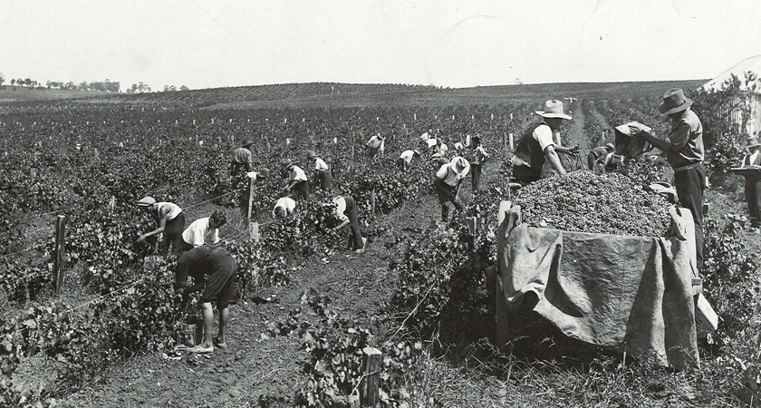 Workers in the vineyard picking grapes during vintage in the late 1880s