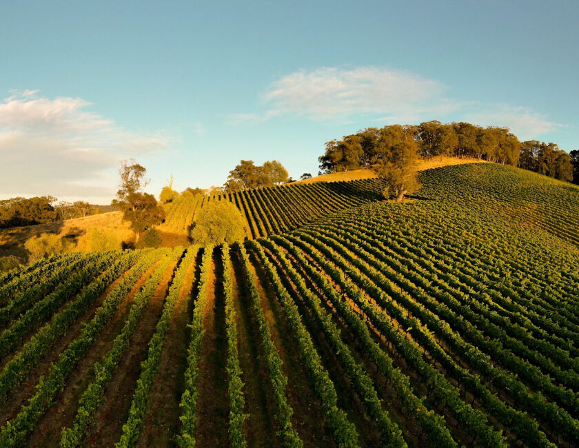 Overhead image of Adelaide Hills vineyard in warm sunlight