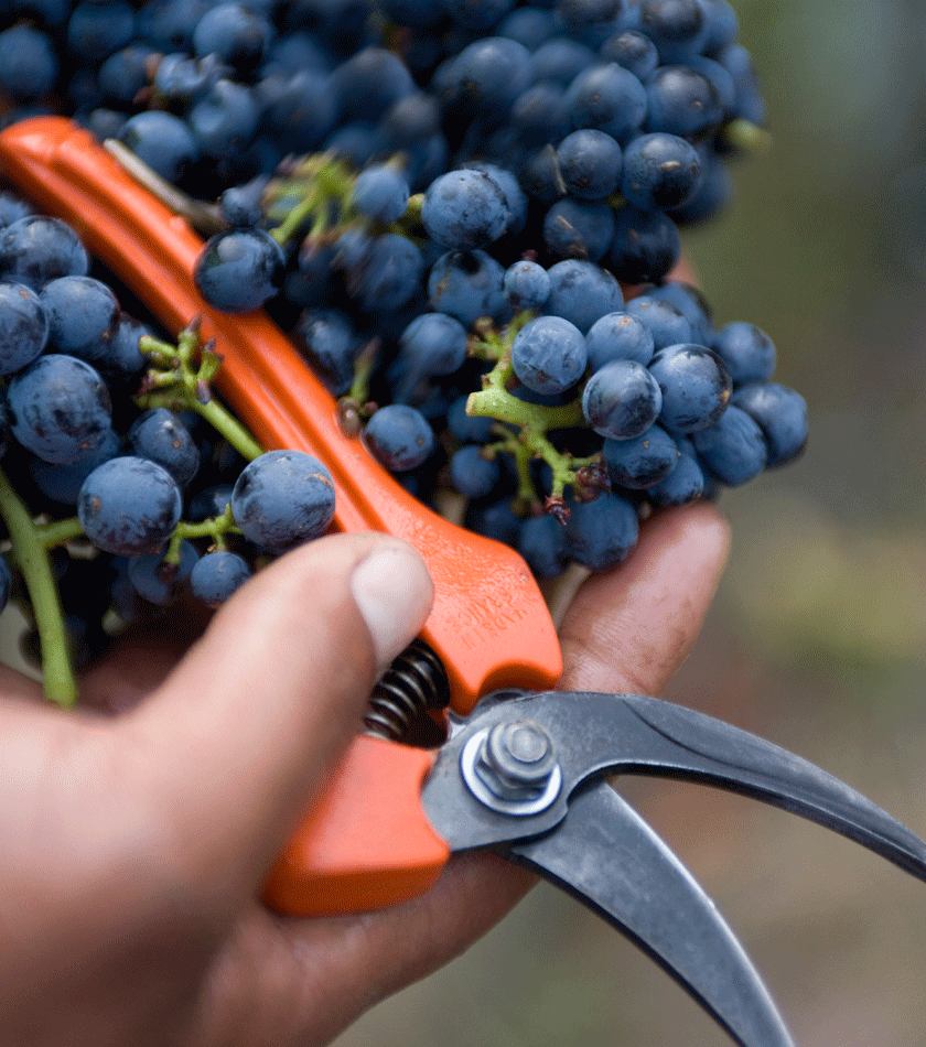 Two hands holding shiraz grapes