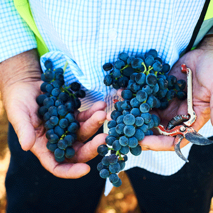 Penfolds winemaker holds shiraz fruit