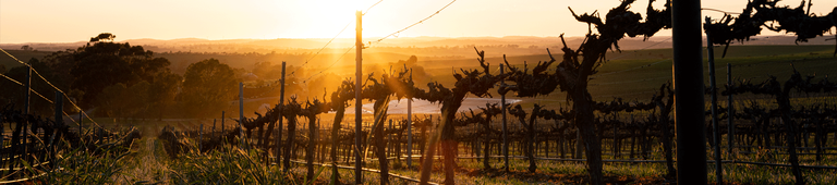 View across the vines at sunrise in winter