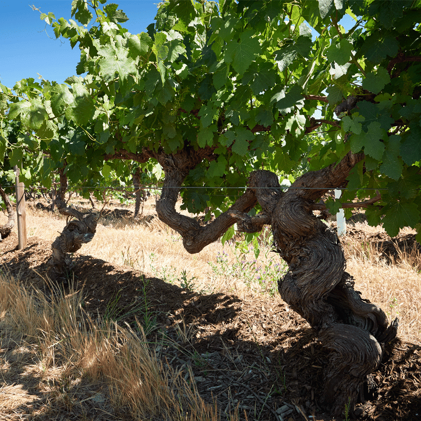 Old vines at Block 42 Kalimna Vineyard, Barossa Valley