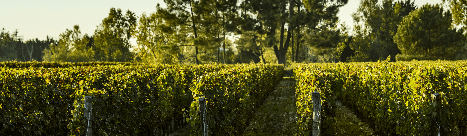 View over vines in Bordeaux 