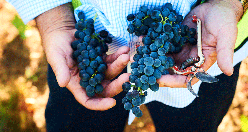 Handpicked Shiraz grapes being held by two hands at Magill Estate