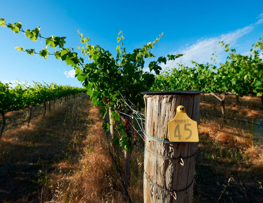 Close-up of vineyard in the McLaren Vale wine region