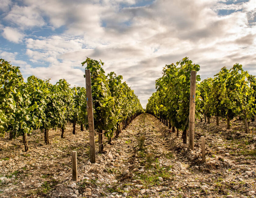 Grapevines in Penfolds' vineyard in Bordeaux 