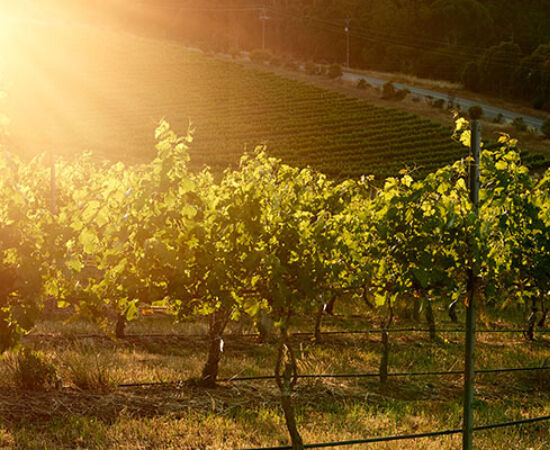 Penfolds Vineyard with sun setting