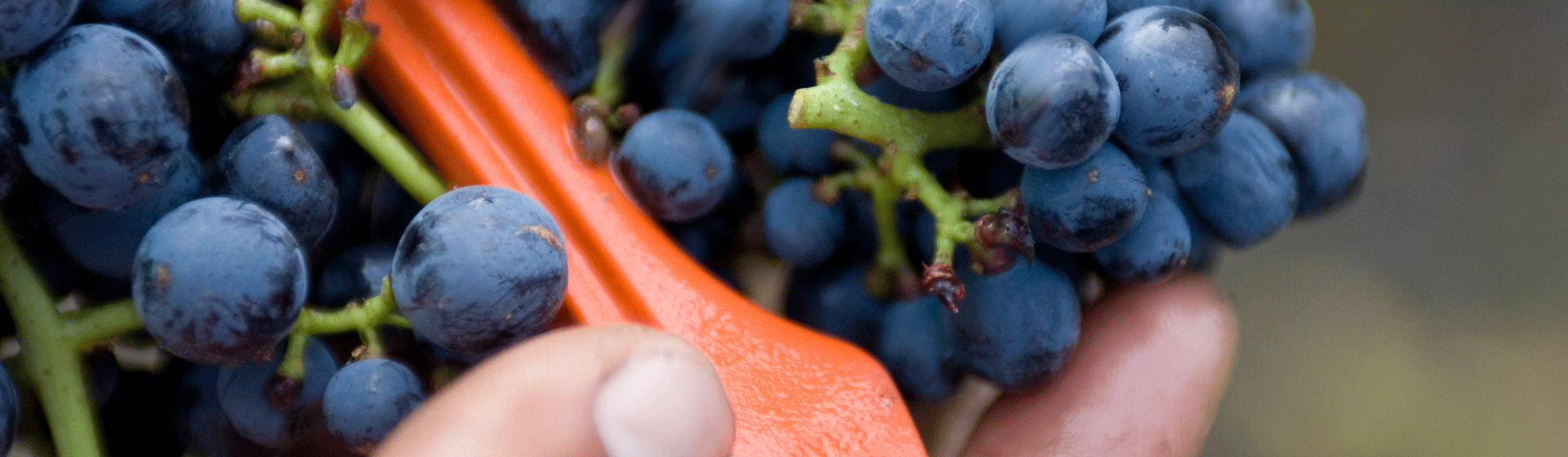 Grapes in Hand
