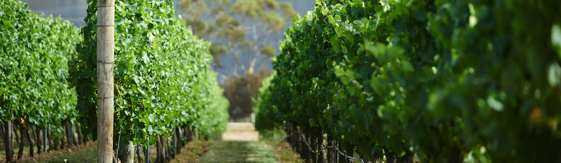 Tasmania Vineyard